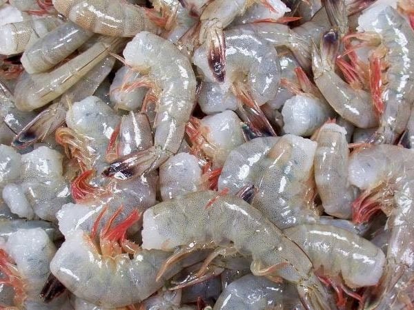Shrimp